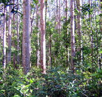 Cathu State Forest - Accommodation Coffs Harbour