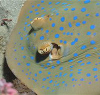 Jorgey's Patch Dive Site