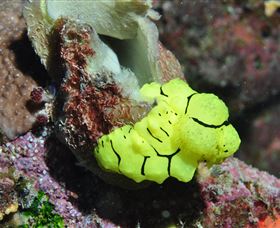 The Oasis Dive Site - Accommodation Coffs Harbour 0