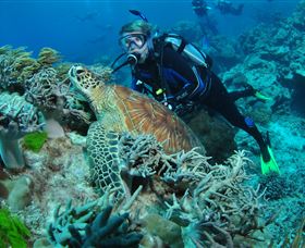 The Oasis Dive Site - Accommodation Coffs Harbour 1