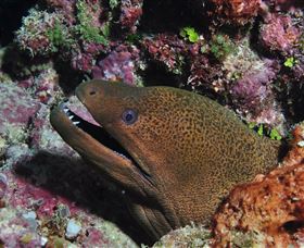 The Oasis Dive Site - Accommodation Coffs Harbour 2