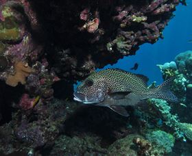 The Oasis Dive Site - Accommodation Coffs Harbour 3