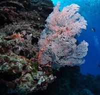 Barracuda Bommie Dive Site - Accommodation Coffs Harbour