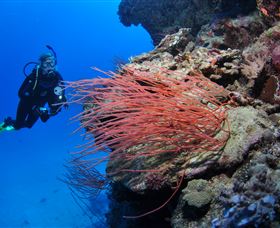 Three Sisters Dive Site - Accommodation Coffs Harbour 0
