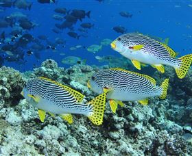 Three Sisters Dive Site - Accommodation Coffs Harbour 1