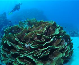 Three Sisters Dive Site - Accommodation Coffs Harbour 2