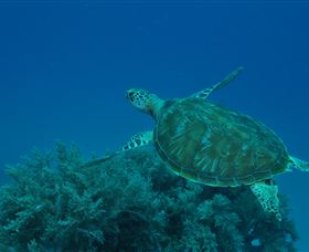Three Sisters Dive Site - Accommodation Coffs Harbour 3