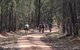 Pilliga Forest - thumb 7