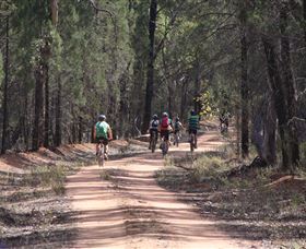 Pilliga Forest - Accommodation Coffs Harbour 7