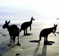 Hibiscus Coast - Accommodation Coffs Harbour