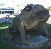 Big Cane Toad - Accommodation Coffs Harbour