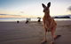 Wallabies On The Beach At Cape Hillsborough - thumb 0