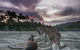 Wallabies On The Beach At Cape Hillsborough - thumb 1