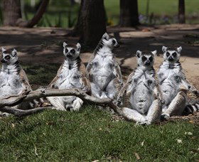 Savannah Visitor Plaza, Taronga Western Plains Zoo Dubbo - Accommodation Coffs Harbour 0
