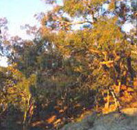Mount Alexander Regional Park - Accommodation Coffs Harbour