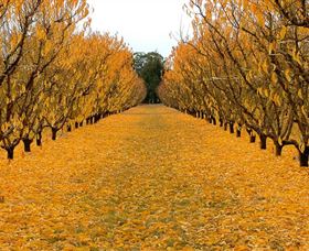Sun Country On The Murray Farm Gate Trail - Accommodation Coffs Harbour 0