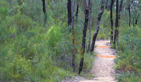 Sculptures In The Scrub Walking Track - Accommodation Coffs Harbour 1