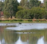 Cussen Park - Accommodation Coffs Harbour