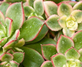 Billabong Garden Complex & Cafe - Accommodation Coffs Harbour 0