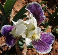 Sunshine Iris Nursery - Accommodation Coffs Harbour