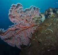 Luncheon Bay Dive Site - Accommodation Coffs Harbour
