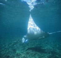 Manta Ray Bay Dive Site - Accommodation Coffs Harbour