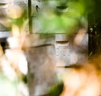 Bees on Keswick Island - Accommodation Coffs Harbour