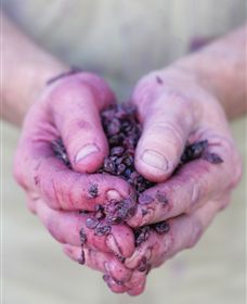 Granite Hills Winery - Accommodation Coffs Harbour 3