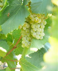 Baptista - David Traeger - Accommodation Coffs Harbour 2