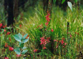 Enfield VIC Accommodation Coffs Harbour