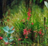 Enfield State Park - Accommodation Coffs Harbour