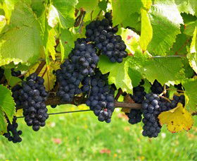 Paramoor Winery - Accommodation Coffs Harbour 5
