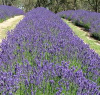 Yuulong Lavender Estate - Accommodation Coffs Harbour