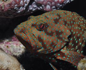 Challenger Bay Dive Site - Accommodation Coffs Harbour 3