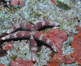 Challenger Bay Dive Site - Accommodation Coffs Harbour 2