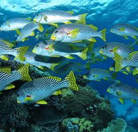 Challenger Bay Dive Site