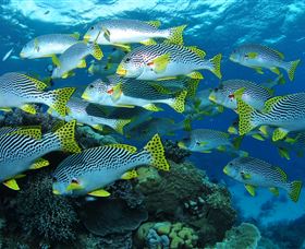 Challenger Bay Dive Site - Accommodation Coffs Harbour 0