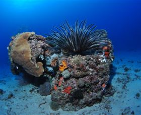 Challenger Bay Dive Site - Accommodation Coffs Harbour 1