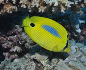 Clam Gardens Dive Site - Accommodation Coffs Harbour 1