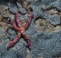 Clam Gardens Dive Site