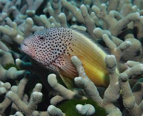 Clam Gardens Dive Site - Accommodation Coffs Harbour 3