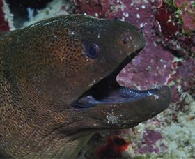 Clam Gardens Dive Site - Accommodation Coffs Harbour 2