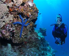 Lighthouse Bommie Dive Site - Accommodation Coffs Harbour 0