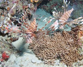 Lighthouse Bommie Dive Site - Accommodation Coffs Harbour 3