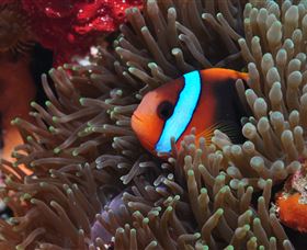 Lighthouse Bommie Dive Site - Accommodation Coffs Harbour 2