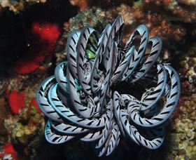 Lighthouse Bommie Dive Site - Accommodation Coffs Harbour 1
