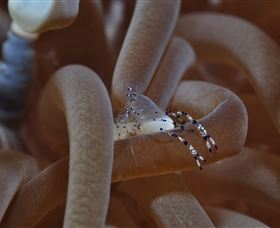 Monolith Dive Site - Accommodation Coffs Harbour 1