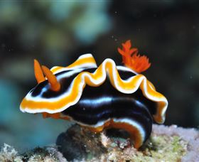 Monolith Dive Site - Accommodation Coffs Harbour 0