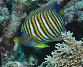 Monolith Dive Site - Accommodation Coffs Harbour 3