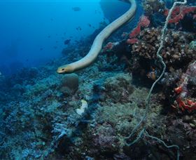 Two Towers Dive Site - Accommodation Coffs Harbour 1